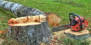 Best Tree Mulching  in Meridian, MS