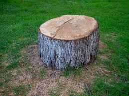 Best Firewood Processing and Delivery  in Meridian, MS