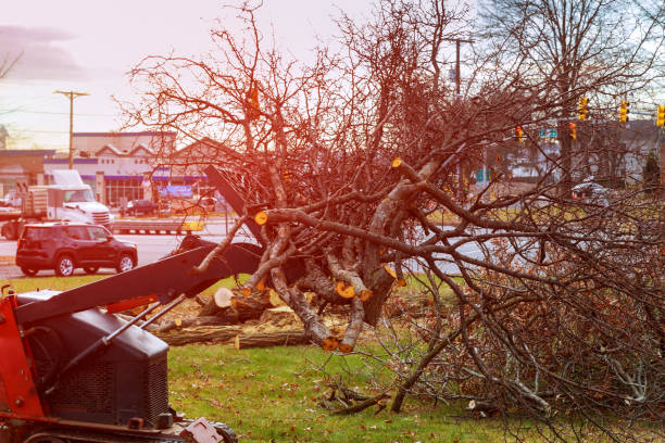 Best Tree Trimming and Pruning  in Meridian, MS