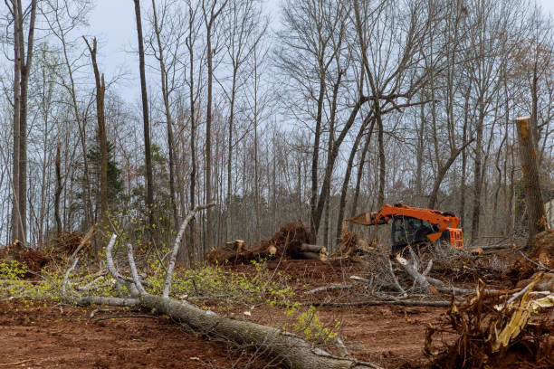 Best Arborist Consultation Services  in Meridian, MS
