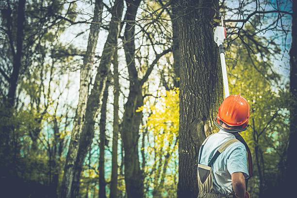How Our Tree Care Process Works  in  Meridian, MS