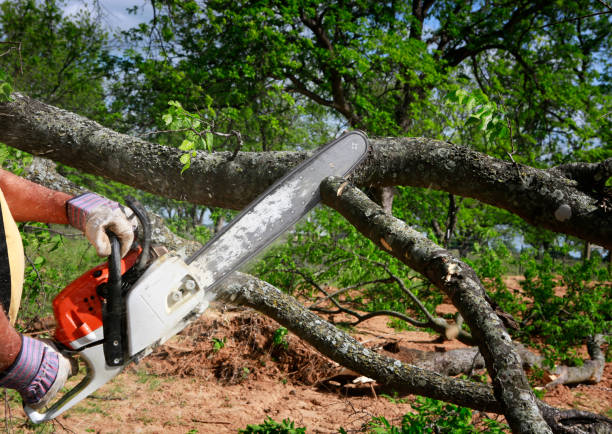 Best Aeration Services  in Meridian, MS