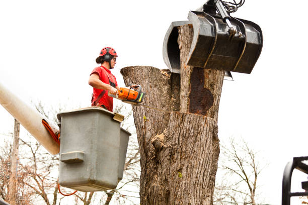 Trusted Meridian, MS Tree Care Experts