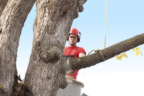 Best Commercial Tree Services  in Meridian, MS
